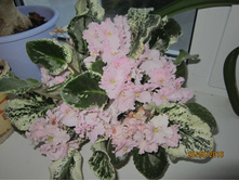 ������������ ������