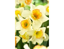 20,37���. ������� ���(��� 10 ��. ���������� ������ 5��.).jpg