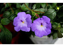 Light Blue. ������ �������� 16.05