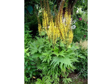 ��������� ������������� 70���. ����� 3 �� ���� 2�