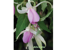 ������ Delta's Rien