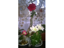 WP 20160520 17 51 41 Pro.jpg