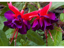 ���������, �������� Voodoo