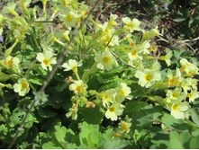 ����� 007.jpg