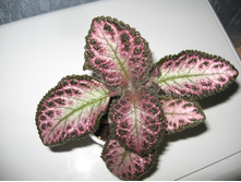 ������� Pink Acajou (������� �����)