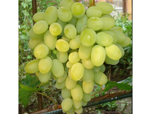 �������� �������� ��������.jpg