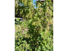 �������� �������� �������