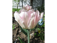 ������ ����� �� �������� � ������.