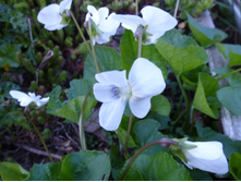 P1050046.JPG ������ �����