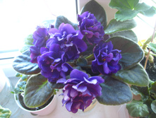 �� ������ ���������