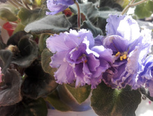 IMG 20160528 144139.jpg