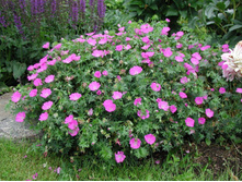 ������ �������-������� Vision Pink (������ ����)- 120�