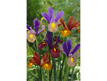 12,88���. ���� ����. ������ ������ ����(���������� ������ ������ ���������� �� 10 ��.)���15.jpg