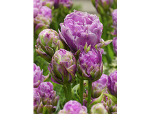 56,26���. ������� ������ �����(�������� ���� �� 7 ��., ����������� ����� 1��.)���15.jpg