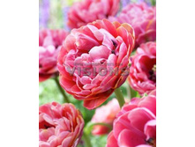 24,11���. ������� ������(��� 10 ��. ���������� ������ 5��.)���16.jpg