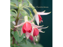 ������ ShadowDancer Peggy