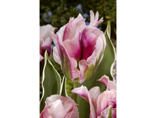 19,81���. ������� ����� ����(��� 10 ��. ���������� ������ 5��.).jpg