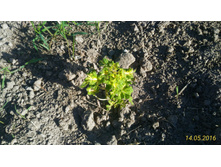 P 20160514 174826 1 p.jpg