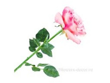 3760169244857 ������ ������������� ����, 67�� 72 391.jpg