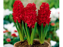 ������� �� ���.jpg