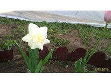 ��� ����