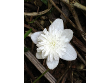 77,26���. ������� ������ (���������)(�������� ���� �� 5 ��., ����������� ����� 1��.).jpg