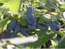 ������������� ������ 150� 1��