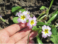 ����� 006.jpg