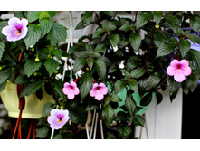 Ambroise Vershaffelt, P�ach Blossom