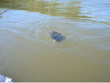 ��������� ����