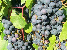 �������� �����������