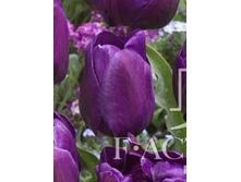 12,88���. ������� �������(���������� ������ ������ ���������� �� 10 ��.)���16.jpg