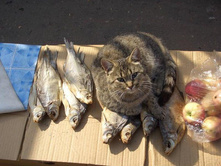 ��� ������� �� �������!