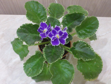 ������ ������� (�����)