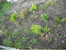 DSCN6535.jpg