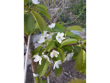 ������� �������.