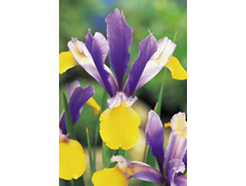 11���. ���� ����. ������(���������� ������ ������ ���������� �� 10 ��.)���15.jpg