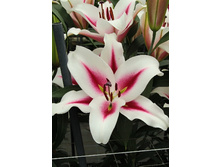 43,3���. ����� �����(�������� ���� �� 5 ��., ����������� ����� 1��.).jpg