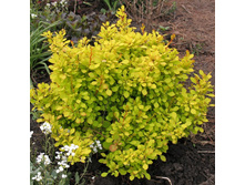 �������� �������� 'Aurea'.jpg