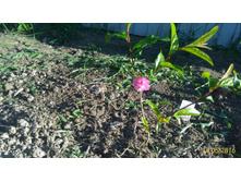 P 20160514 174729 1 p.jpg