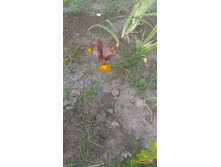 P 20160619 202850 1 p.jpg