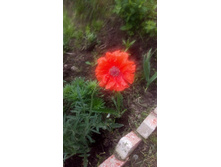 P 20160529 110827.jpg