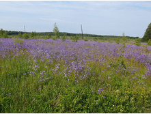 ���� �������������