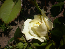 �� "������"