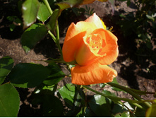 �� "������"