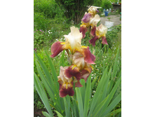 �������-����������, 100 �.