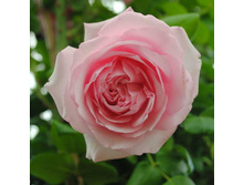 Rosa (����) Sir John Mills C5.5 - 19,04