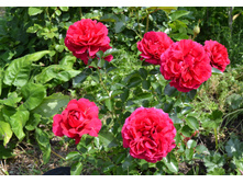 The Fetzer Syrah Rose