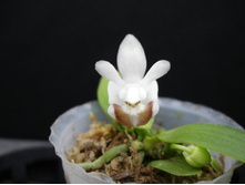 A. P.lobbii (mik-June)