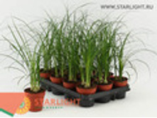 ������ (30) 565.00